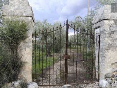 Sull'angusta arteria si affaccia un uliveto protetto da un cancello